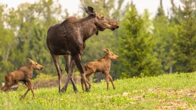 Idaho Turkey Hunter Shoots Charging Moose
