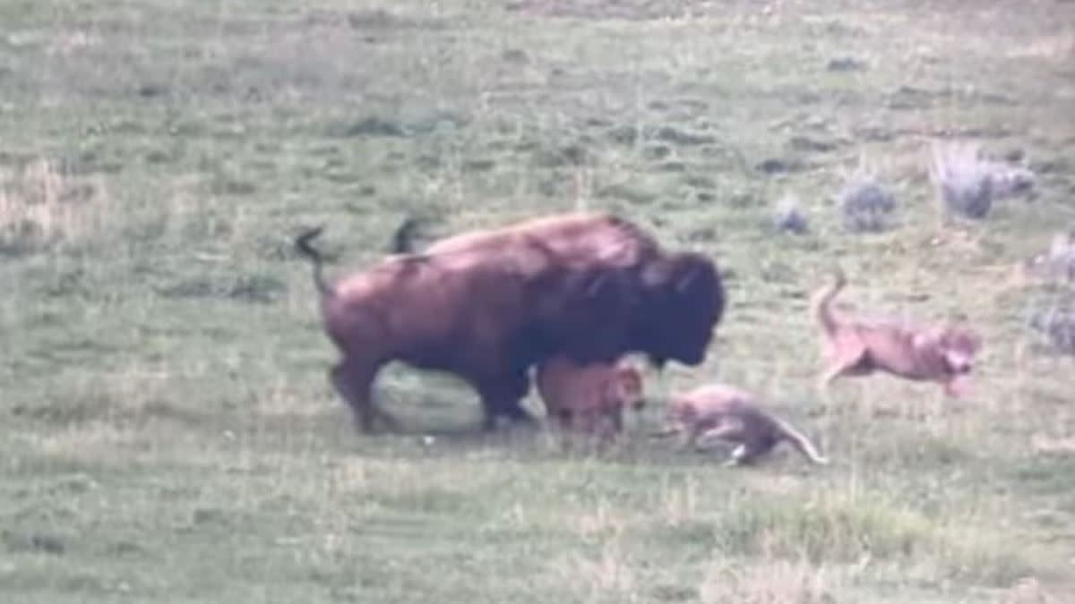 wolf attacking bison