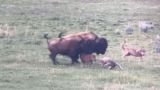 Yellowstone Wolves Mess with the Wrong Bison Calf