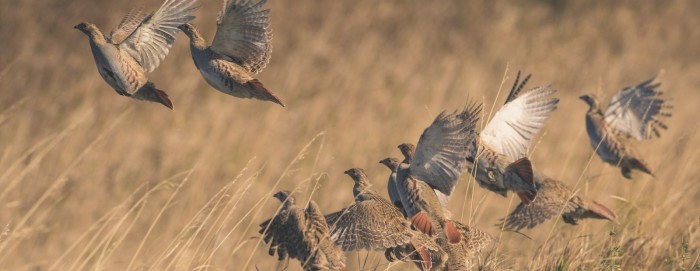 Hungarian-Partridge