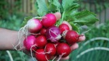 How to Grow Radishes