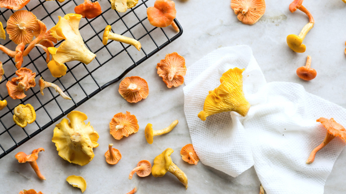 Hands cleaning chanterelle mushroom with pastry brush