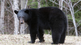 Following 2018 Ban, New Jersey Reopens Black Bear Season