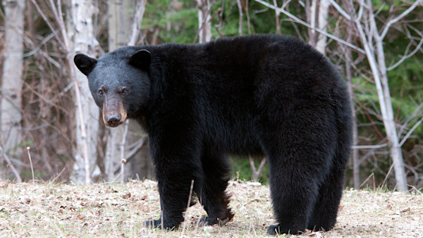 Following 2018 Ban, New Jersey Reopens Black Bear Season