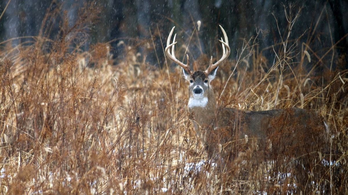 Hunter Gored by Buck He Shot, Dies in Hospital