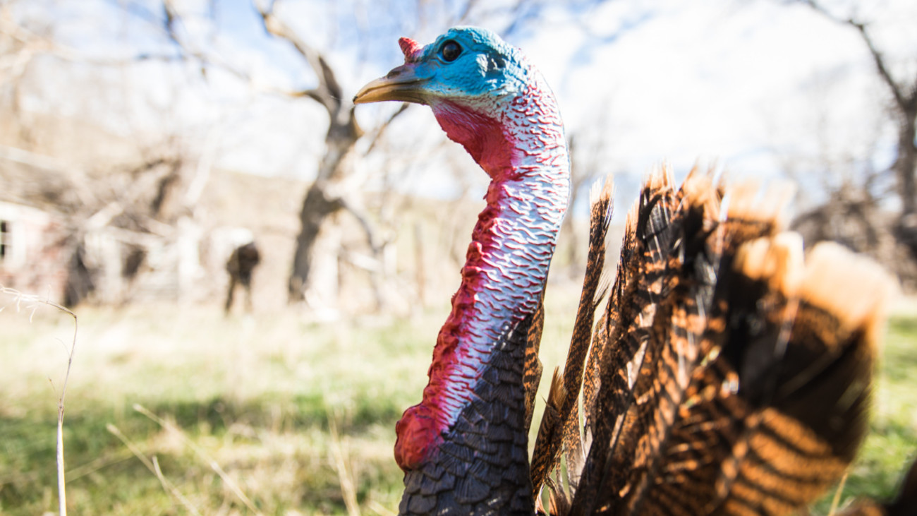 How to Make Turkey Decoys More Deadly