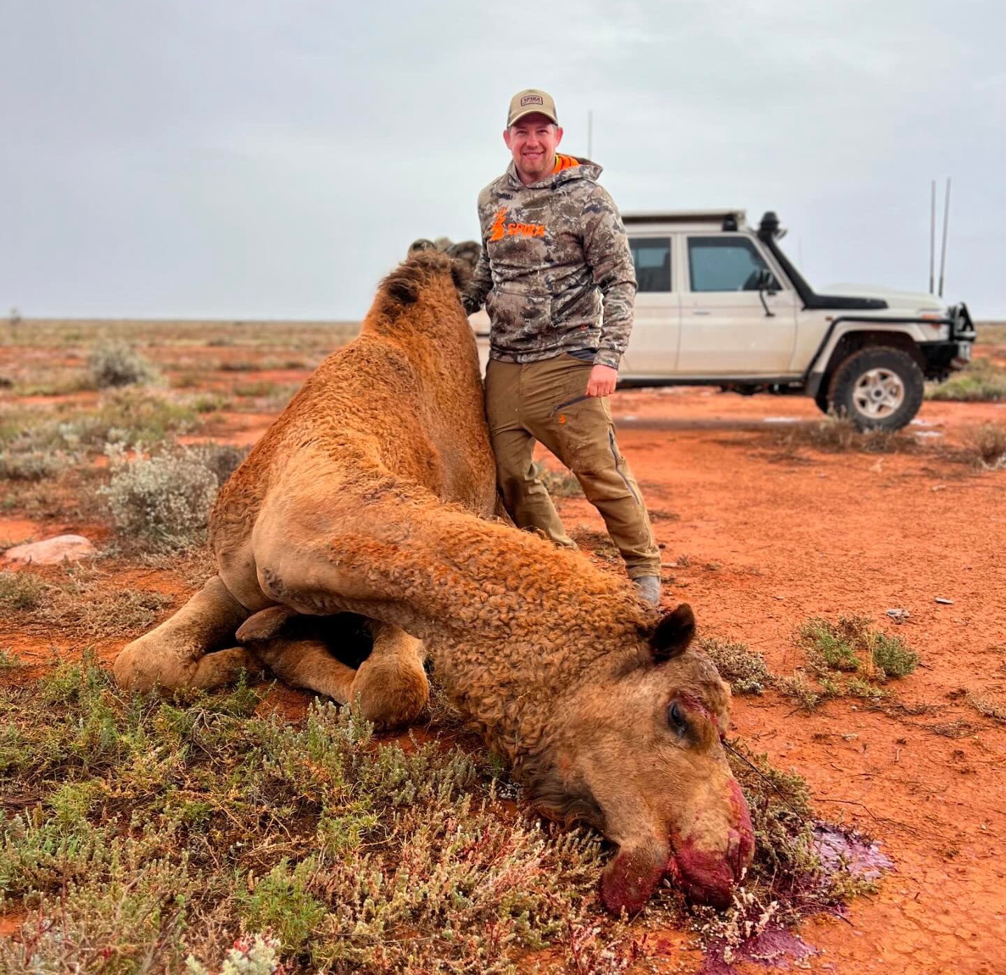 camel hunting