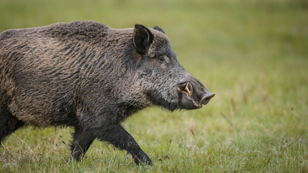 How One Day of Hog Wrestling Sent Three Brothers to the ER