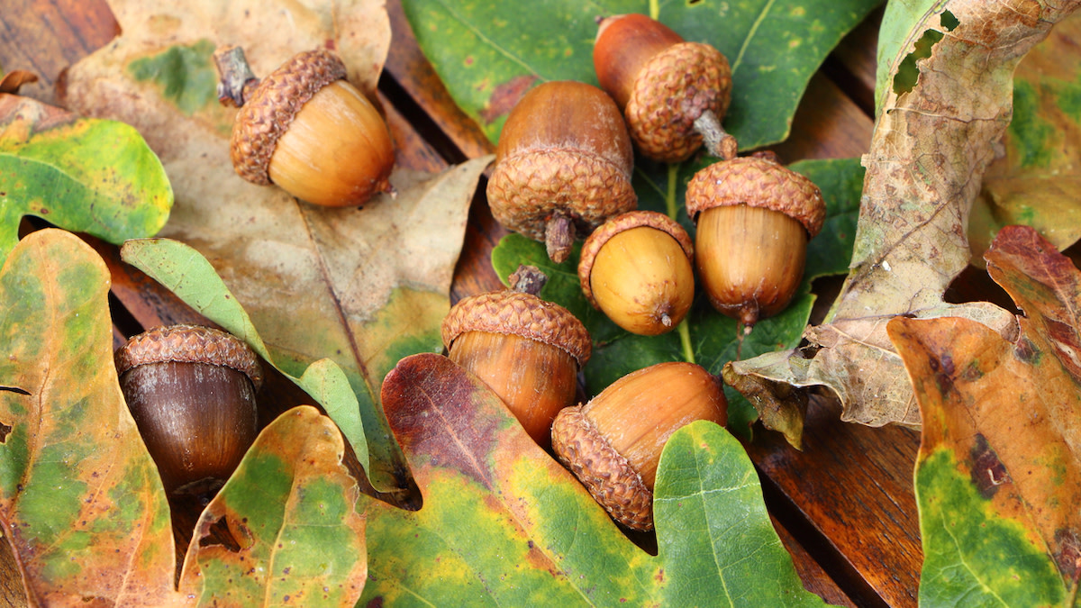 How to Harvest, Process, and Eat Acorns