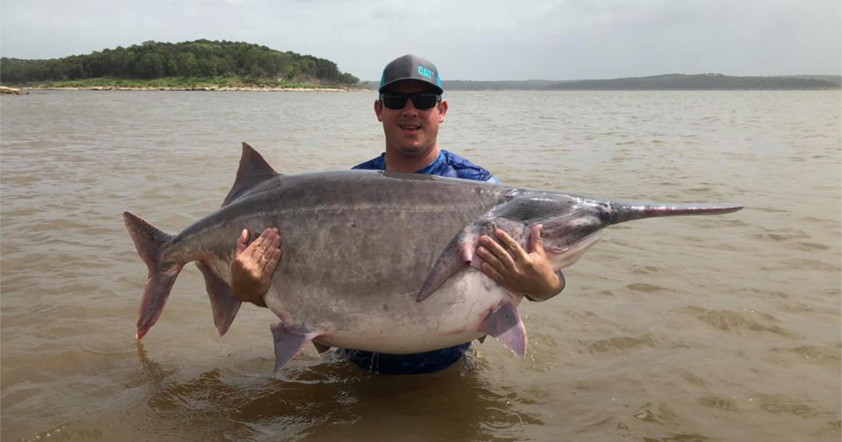Video: Angler Catches and Releases New World Record Paddlefish ...