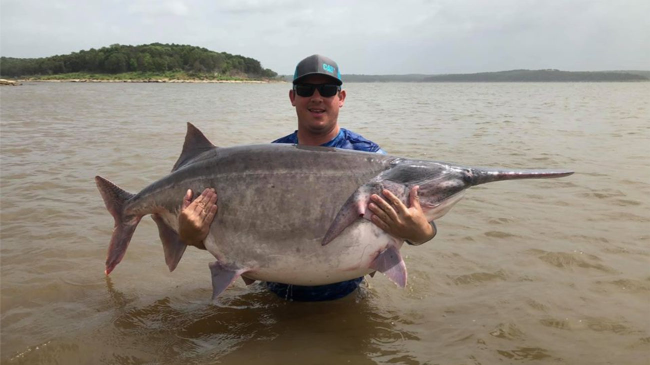 Video: Angler Catches and Releases New World Record Paddlefish