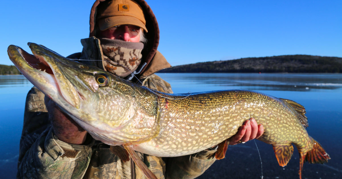 Pike Under Ice: Advanced Tactics for Spooky Winter Northerns
