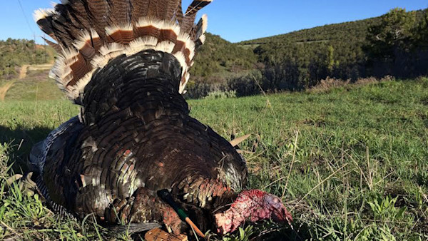 Wild turkey carcass with fanned tail and bloody head lying on grass