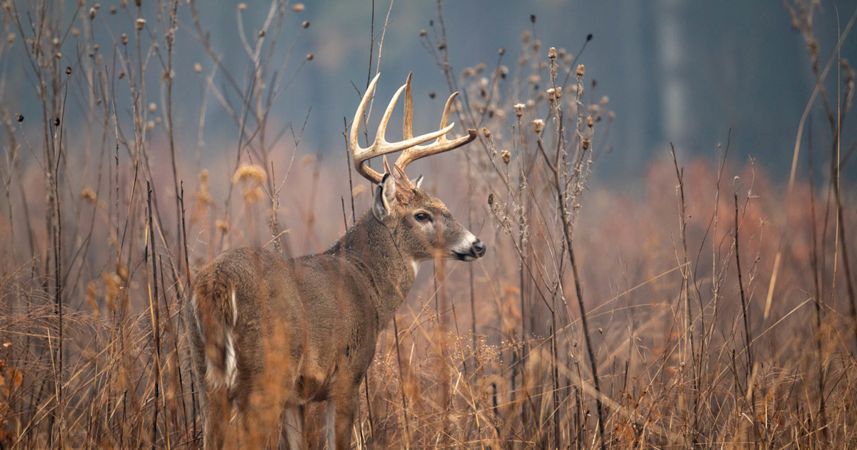 Gun MacGyver Sentenced to 3.5 Years in Prison After Decades of Wildlife Crimes Gun MacGyver Sentenced to 3.5 Years in Prison After Decades of Wildlife Crimes