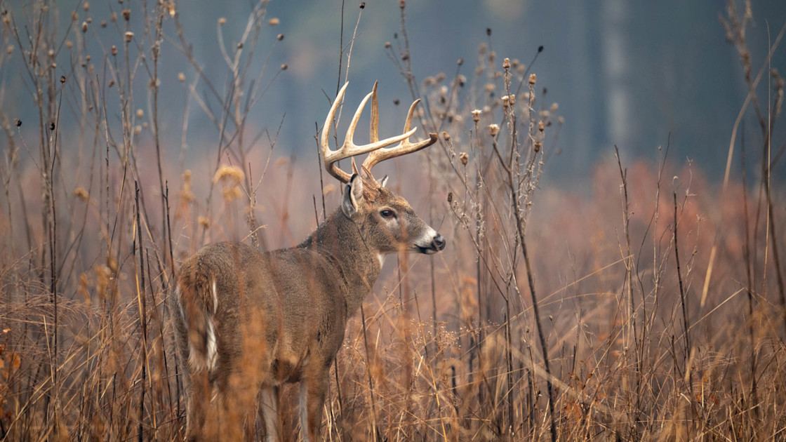 Gun MacGyver Sentenced to 3.5 Years in Prison After Decades of Wildlife Crimes