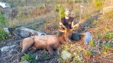 Washington Man Gets Over 2 Years in Prison for Shooting Into Herd of Elk Out of Season