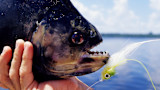 Will Piranhas Turn You into a Euro Mount?