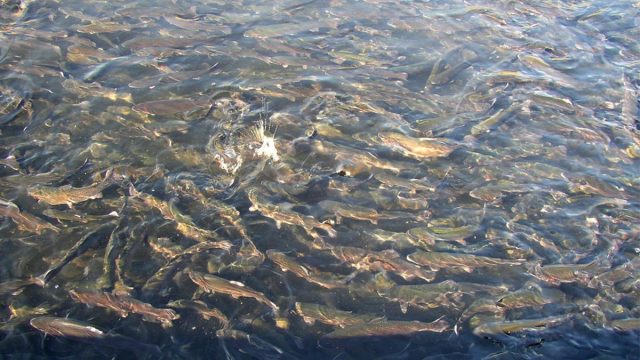 Washington State Advances New Aquaculture Despite Recent Escapes