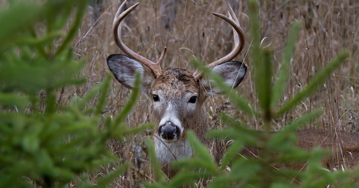 How to Deer Hunt Edges in Pine Country How to Deer Hunt Edges in Pine Country