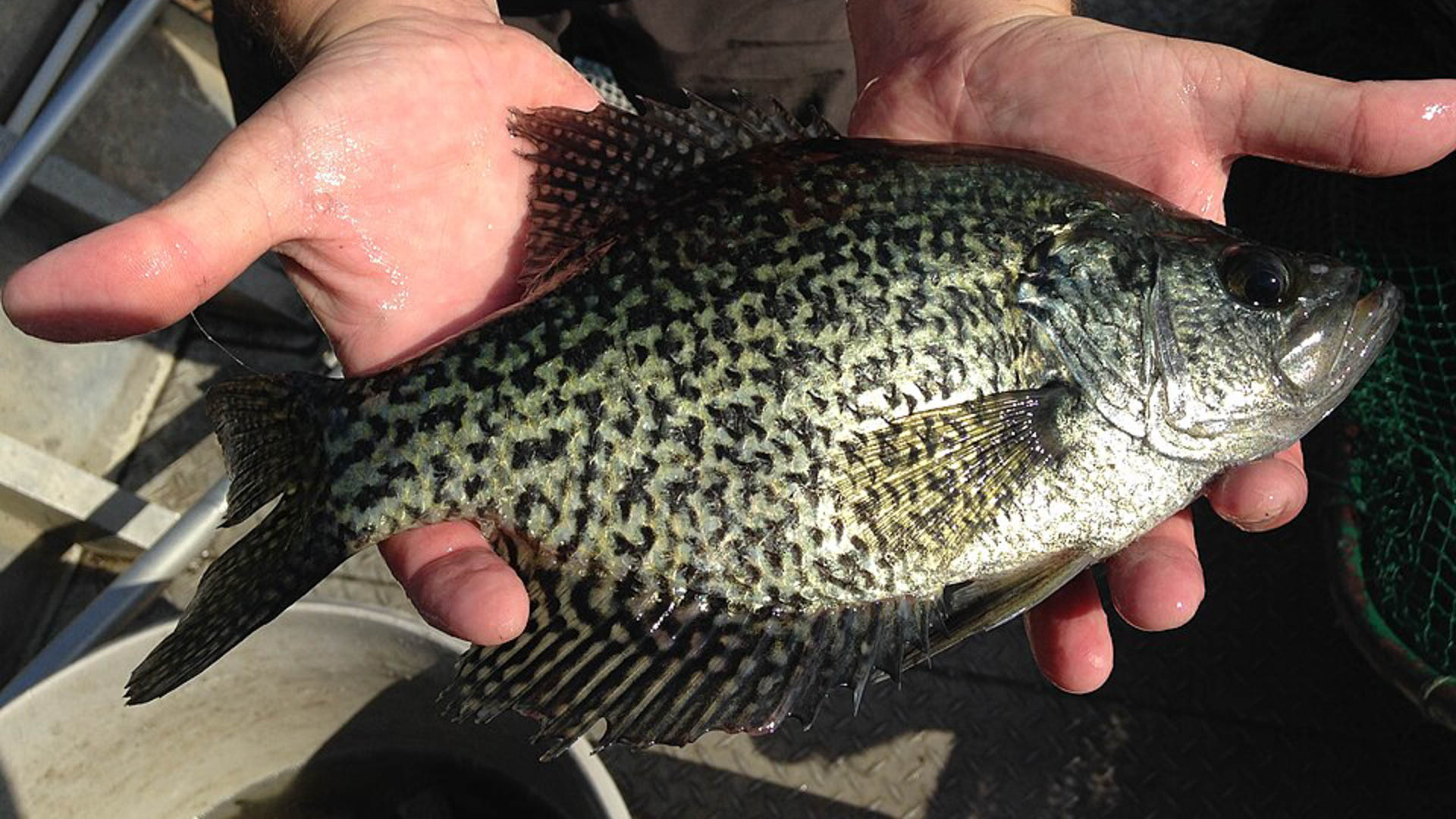 Black crappie (51252391827)-2