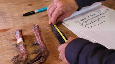 Hands measuring a turkey beard with tape; two turkey spurs on table; notebook lists "Weight", "Spur length", "Beard length"