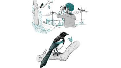 Catch a Crayfish, Count the Stars: Become a Backyard Bird-Watcher 
