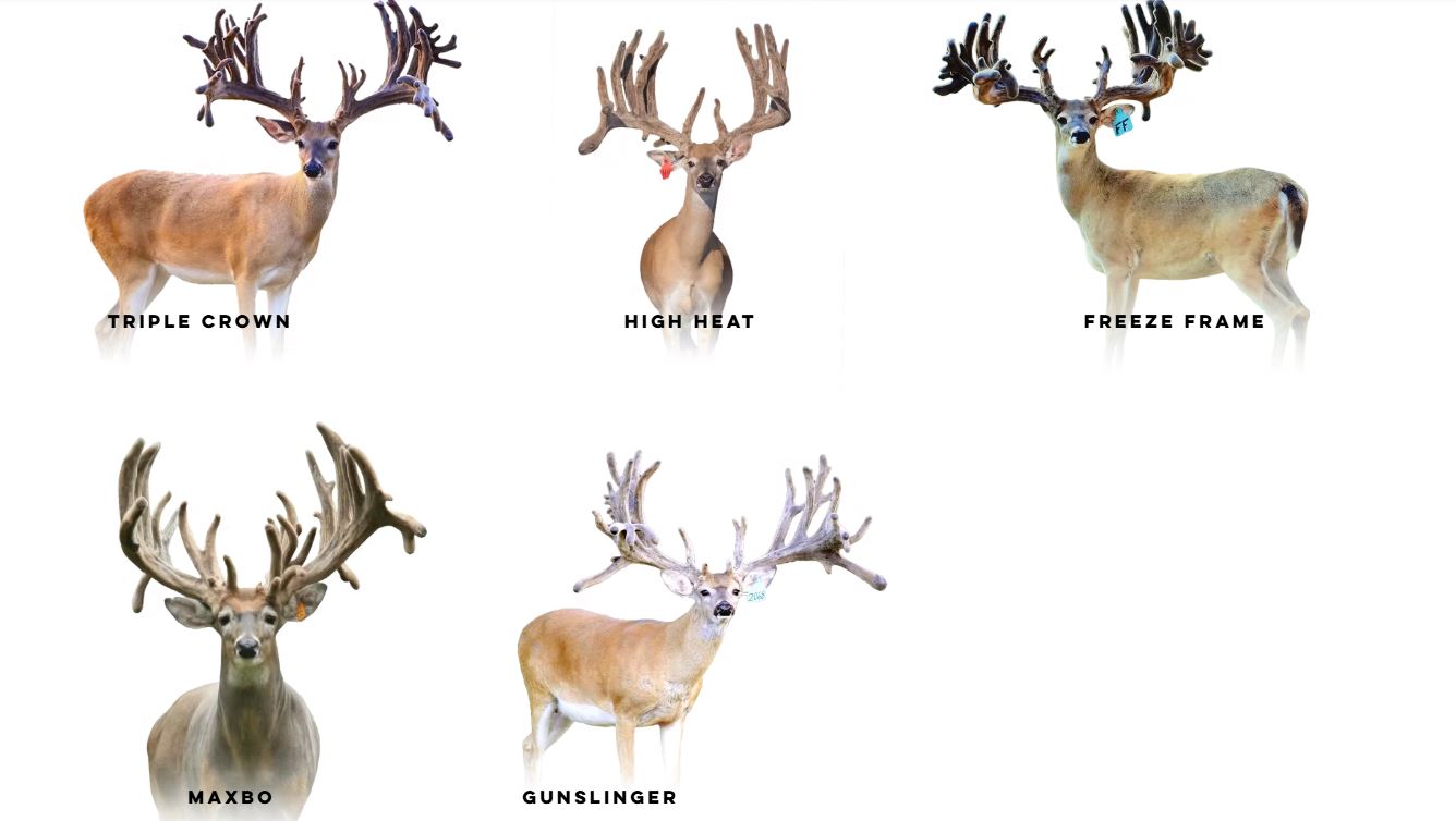 Big Deer