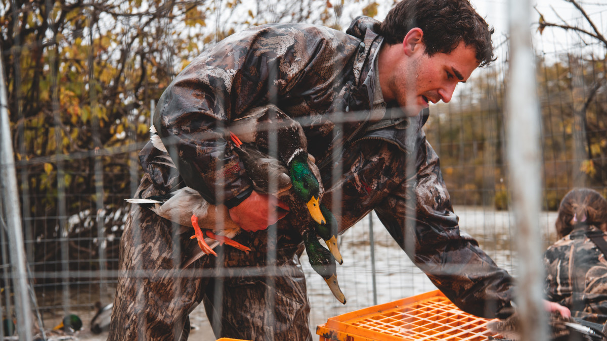 Why Do You See So Many Ducks After the Season?