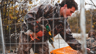 Why Do You See So Many Ducks After the Season?
