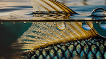 fisheater-featured-1920x1080.jpg