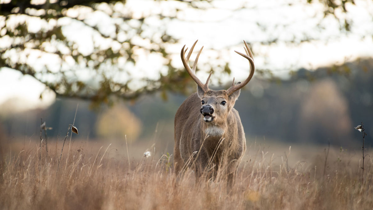 How To Rattle In A Buck | MeatEater Wired To Hunt