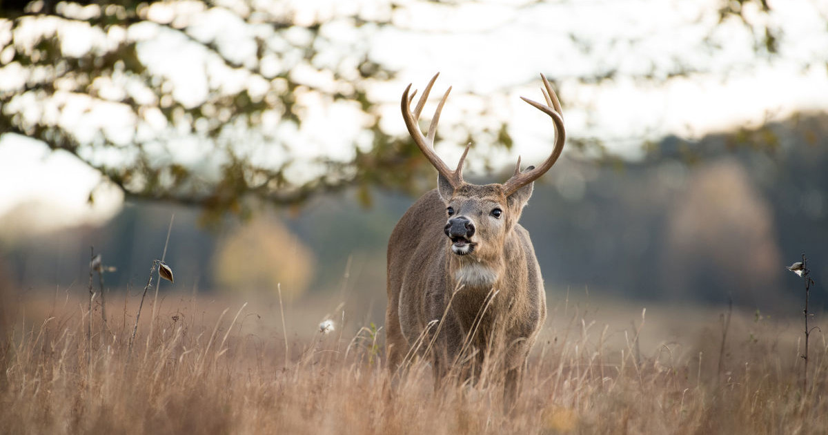 How to Rattle in a Buck | MeatEater Wired To Hunt
