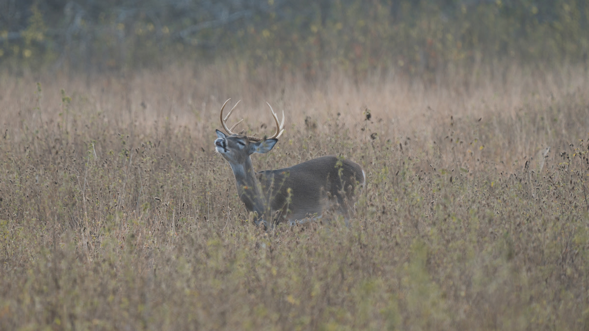 Do Mornings or Evenings Make Better Rut Hunts?