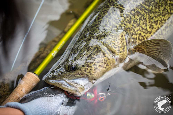 Fly Fishing for the Incredible Murray Cod