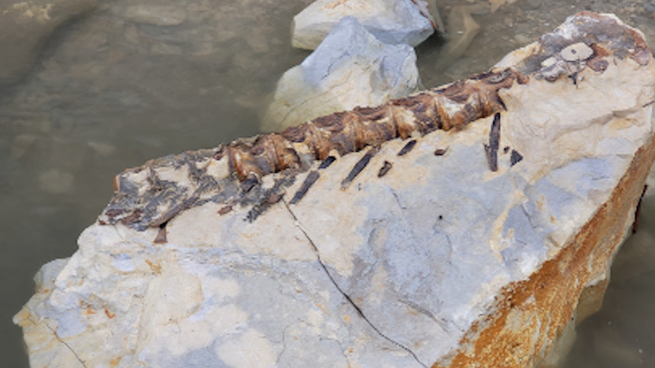 Tournament Angler Catches 90-Million-Year-Old Fish Fossil