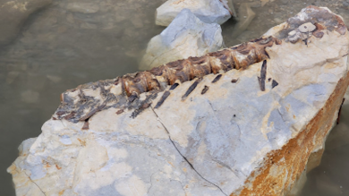 Tournament Angler Catches 90-Million-Year-Old Fish Fossil