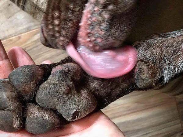 a birddog licks it's worn paws after a hunt.