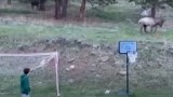 Video: Elk Plays Soccer with Colorado Kids
