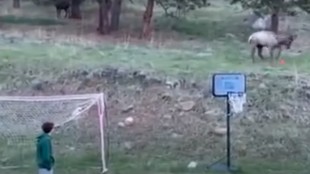 Video: Elk Plays Soccer with Colorado Kids