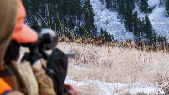 Montana elk hunting