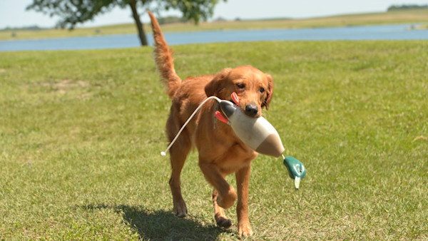 How to Ensure Your New Hunting Dog is Better Than Your Last