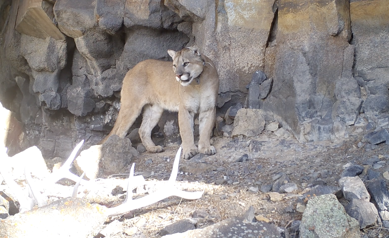 17 Kills in Two Months: A Cougar's Summer Diet in Yellowstone