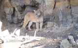 17 Kills in Two Months: A Cougar’s Summer Diet in Yellowstone National Park