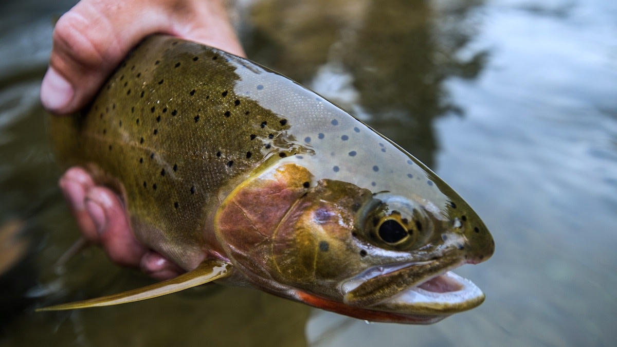 How to Fish a Winter Midge Hatch