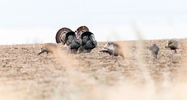 How to Kill a Flocked-Up Tom