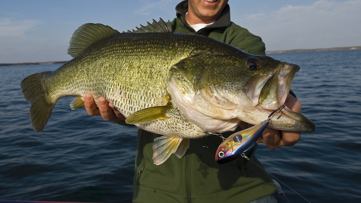 Largemouth bass shop fishing