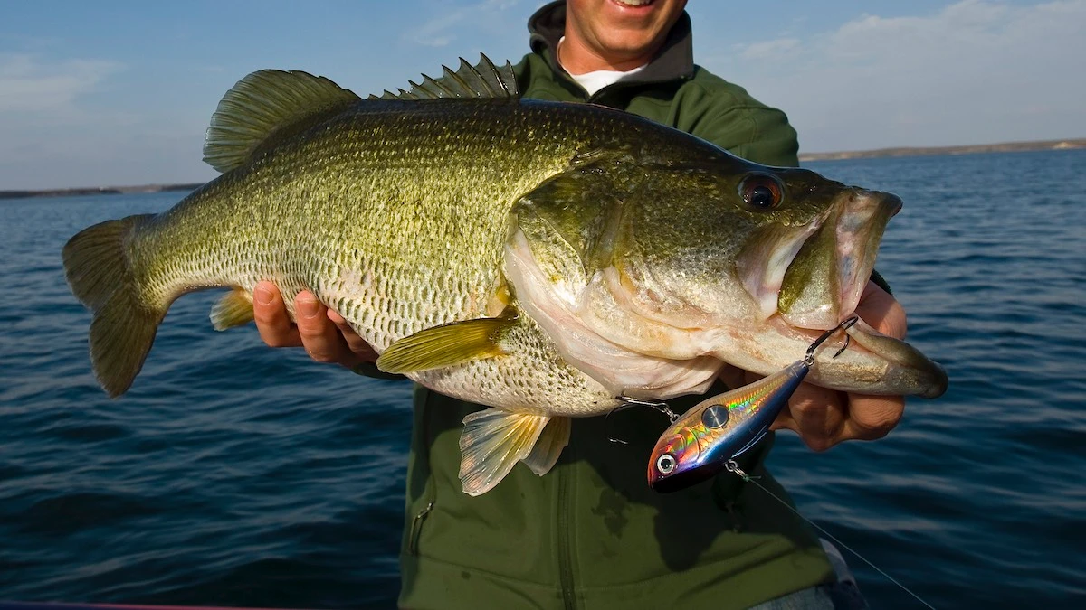 How To Find The Right Depth For Bass
