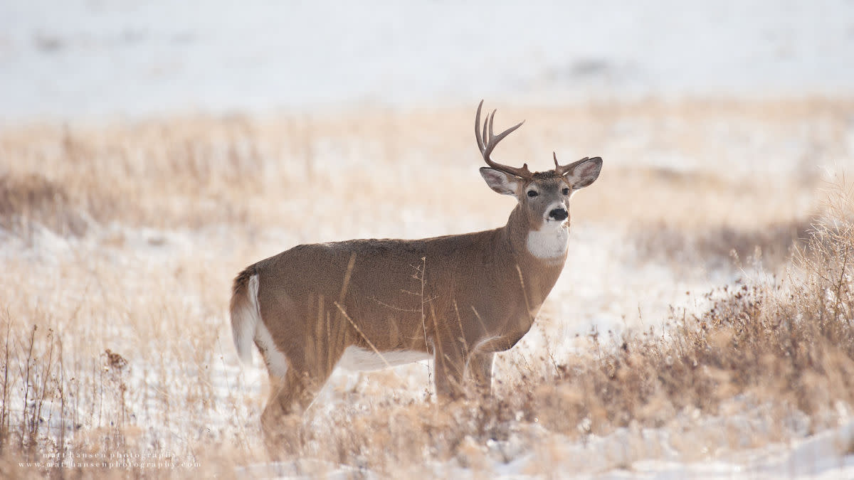 Do Antler Point Restrictions Work?