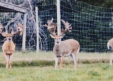 84184071007-photo-of-deer-farm-waters-buck-image-provided-by-dnr