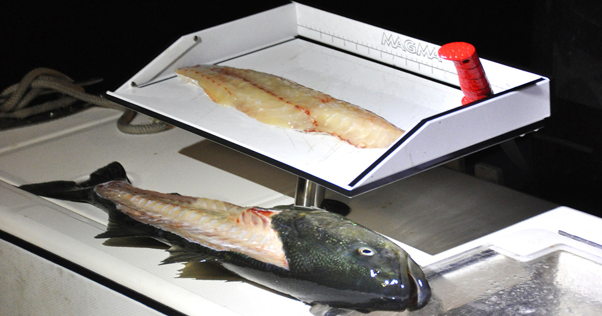 beautiful fishing lures served up by sushi bar Lunkerhunt 110 Blue Gill Loaded with realistic details The Hottest JDM Baits And